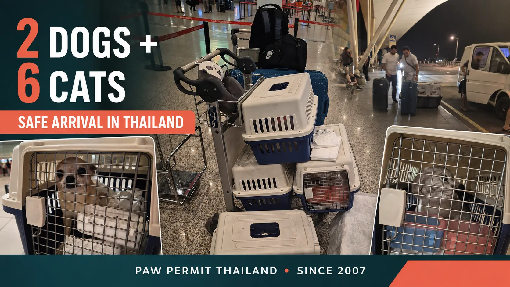 Successful Delivery of 2 Dogs and 6 Cats to Thailand