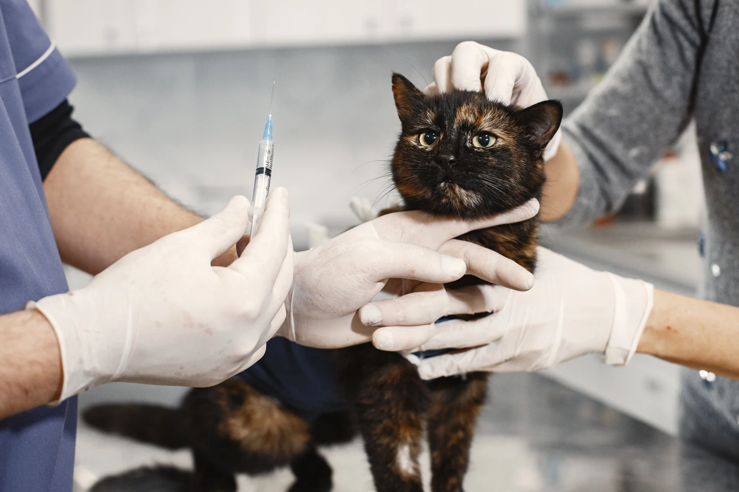 Rabies Titer Test for Thailand Pet Travel 2026